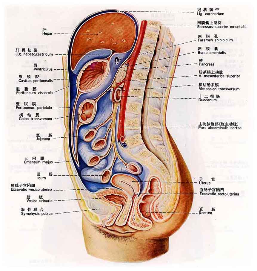 anatomy