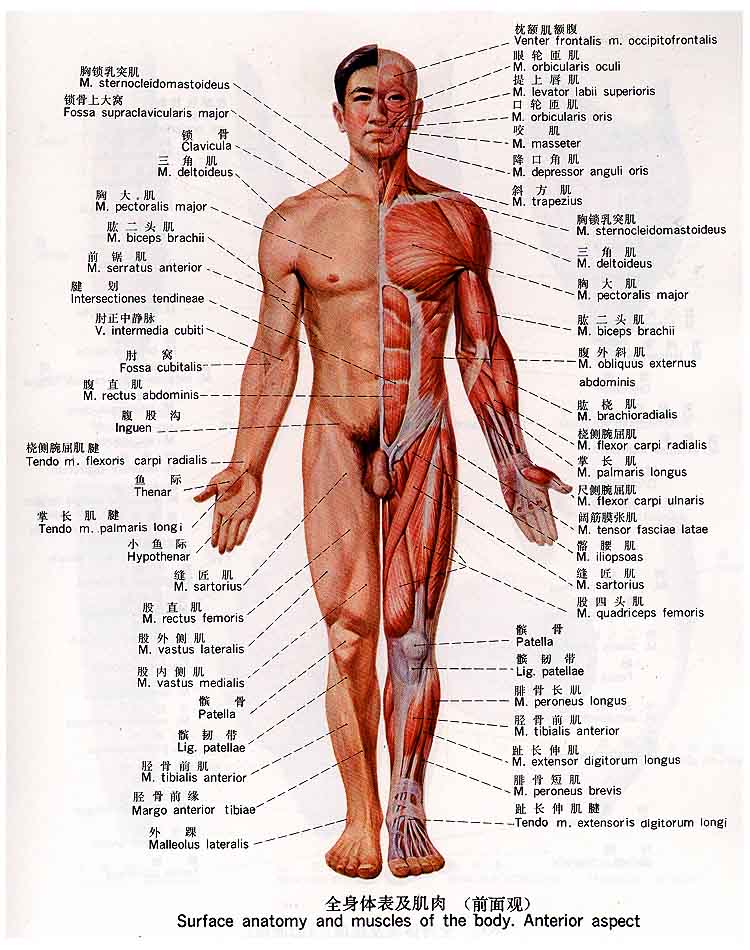 anatomy